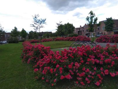 Foto 170 uit TropischeTuin 2017