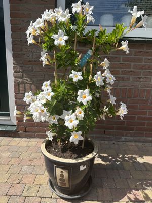 Foto 362 uit Rondje Beverwaard 2026