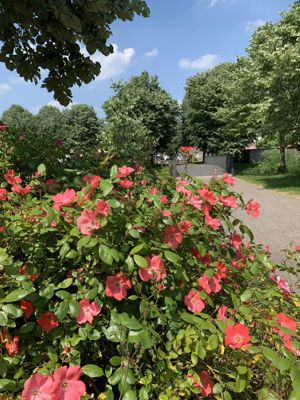 Foto 171 uit Rondje Beverwaard 2026