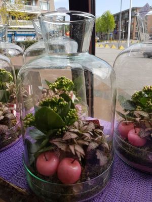 Foto 292 uit NeelyshaBloemen