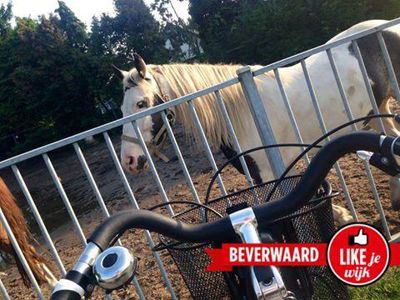 Foto 197 uit LIKEJEWIJK FOTO'S_2