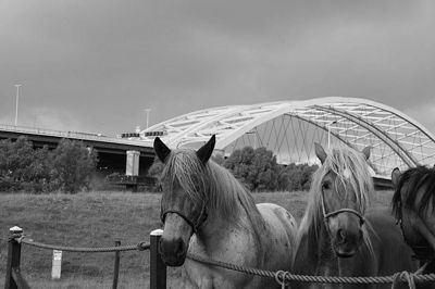 Foto 47 uit Paardenmarkt29-6
