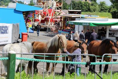 Foto 105 uit Paardenmarkt29-6