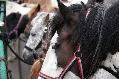 Foto 12 uit Paardenmarkt29-6