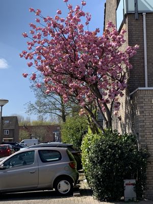 Foto 467 uit Rondje Beverwaard 2026