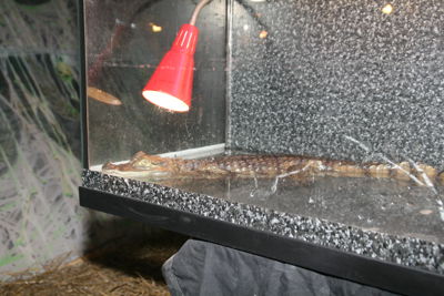 Foto 64 uit HaLLoWeeN29_10_11