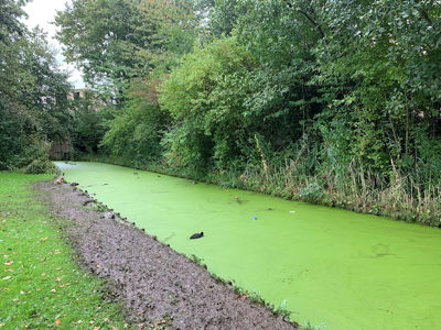 Foto 86 uit Herfst In Beverwaard