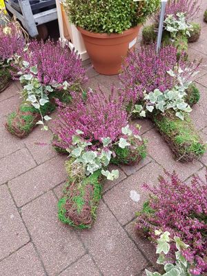 Foto 338 uit NeelyshaBloemen