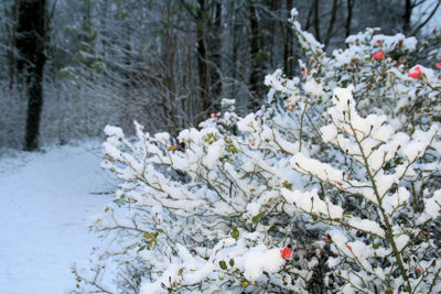 Foto 14 uit Kerst Beverwaard09