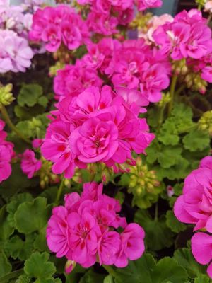 Foto 80 uit NeelyshaBloemen