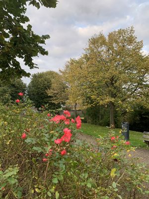 Foto 9 uit X-Herfst Verschillende jaren  2026