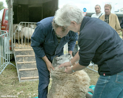 Foto 55 uit Paardenmarkt new07