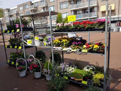 Foto 265 uit NeelyshaBloemen