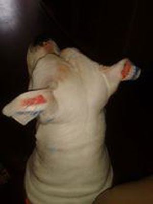 Foto 113 uit OranjeInBeverwaard