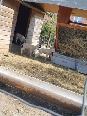 Foto 2 uit Schaapjes Geboren