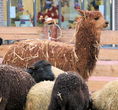 Foto 6 uit Sinterklaas 2009B.W