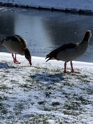 Foto 184 uit WinterIn Beverwaard