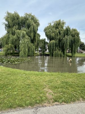 Foto 288 uit Rondje Beverwaard 2026