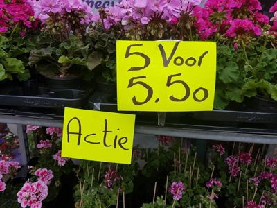 Foto 288 uit NeelyshaBloemen