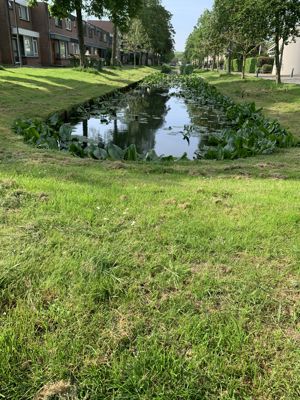 Foto 141 uit Rondje Beverwaard 2026