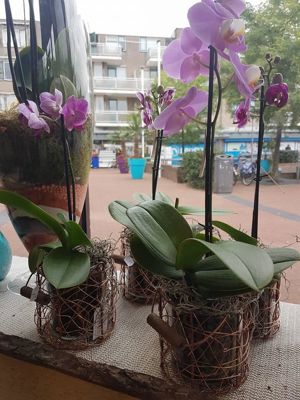 Foto 93 uit NeelyshaBloemen