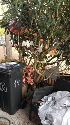 Foto 18 uit Halloween30-10-21