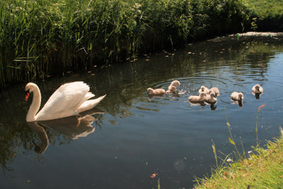 Foto 8 uit ZwaanMet8Jongen