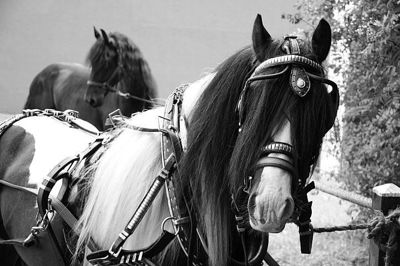 Foto 86 uit Paardenmarkt29-6