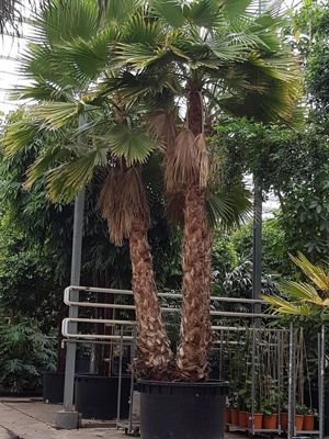 Foto 193 uit NeelyshaBloemen