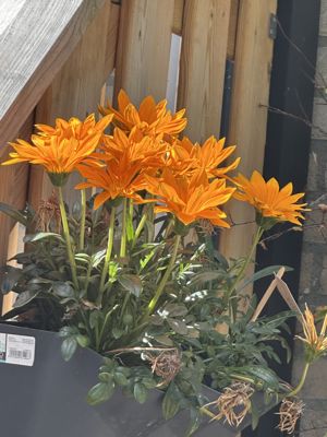 Foto 367 uit Rondje Beverwaard 2026