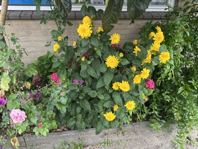 Foto 285 uit Rondje Beverwaard 2026