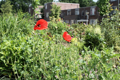 Foto 32 uit Tropische Tuin12_6