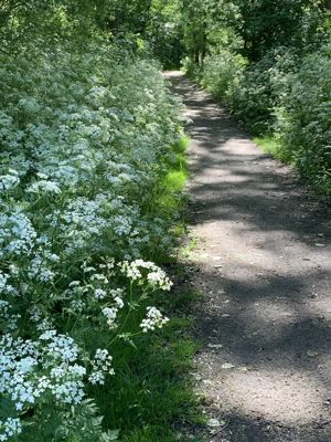 Foto 33 uit Rondje Beverwaard 2026