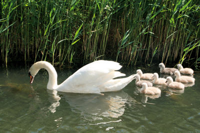 Foto 9 uit ZwaanMet8Jongen