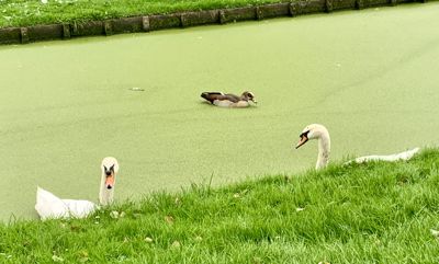 Foto 153 uit Rondje Beverwaard 2026