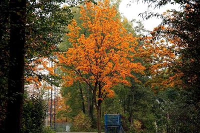 Foto 42 uit Herfst In Beverwaard