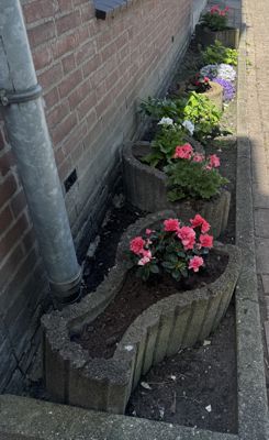 Foto 565 uit Rondje Beverwaard 2026