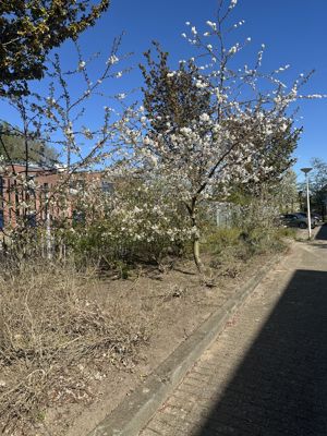 Foto 260 uit Rondje Beverwaard 2026