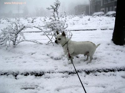 Foto 82 uit WinterIn Beverwaard