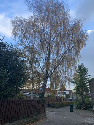 Foto 422 uit Rondje Beverwaard 2026