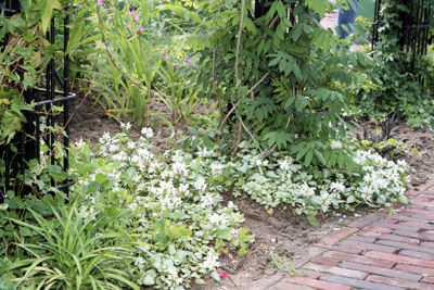 Foto 61 uit Tropische Tuin12_6