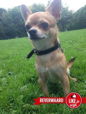 Foto 634 uit LIKEJEWIJK FOTO'S_2