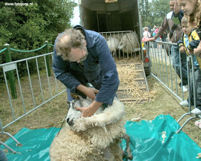 Foto 57 uit Paardenmarkt new07