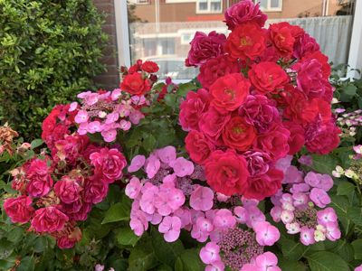 Foto 313 uit Rondje Beverwaard 2026