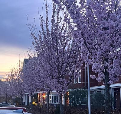 Foto 254 uit Rondje Beverwaard 2026