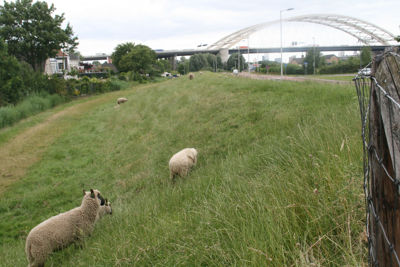 Foto 696 uit BRIENENOORDBRUG