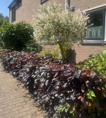 Foto 504 uit Rondje Beverwaard 2026
