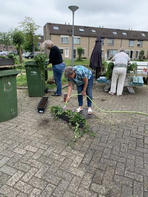 Foto 16 uit PlantenAlerdincksingel