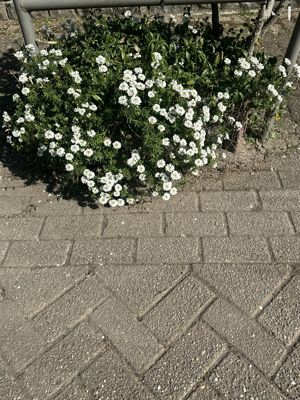 Foto 268 uit Rondje Beverwaard 2026