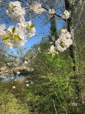 Foto 200 uit Rondje Beverwaard 2026